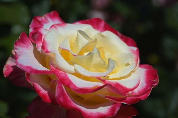 Lush Pink and Lemon Rose by Joy Watson